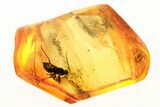 Detailed Fossil True Bug (Heteroptera) In Baltic Amber #284567-1